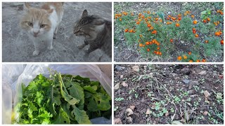 Köy Hayati Bahcemi̇ze Yeni̇ Ekti̇ği̇mi̇z Sebzeleri̇ Sulayacağiz