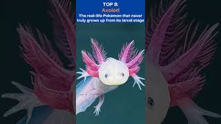Top 10 Weirdest Looking Animals on Earth 👽 #Shorts