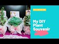 DIY souvenir | Plant souvenir | Paper doiley wrap | succulents