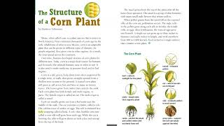 The Structure of a Corn Plant Anatomy Of A Corn Stalk