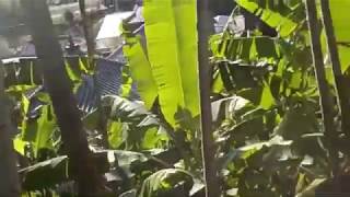 2015.12 長年放任の自然腐植土