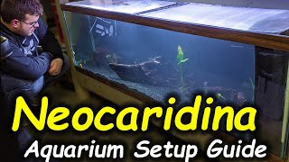 How to: Setup an Aquarium for Cherry Shrimp [Beginner Shrimp Keeping]