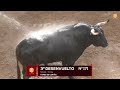 Sorteo toros de Victoriano del Río y Toros de Cortés en Sevilla, viernes 28 de abril 2023