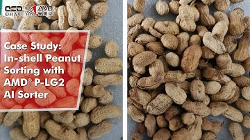 In shell Peanut/Groundnut Sorting with AMD® P LG2 AI Sorter