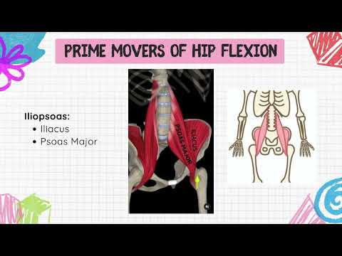Functional Activity Analysis Assignment (Hip Joint)
