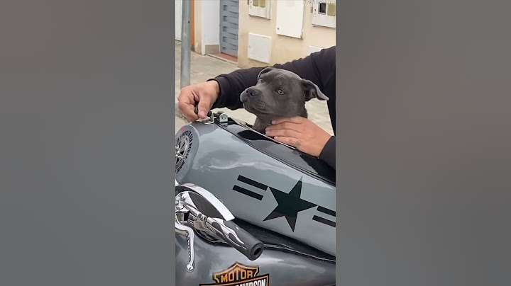 Puppy Rides Motorcycle || ViralHog
