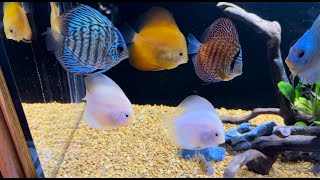 UPDATE: 75 Gallon Young Discus Community Tank | 4K