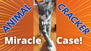 CAT~ CRIPPLED with PAIN~ JUMPS after CHIROPRACTIC ADJUSTMENT!   | Animal Cracker