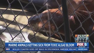 Marine Animals Getting Sick From Toxic Algae Bloom