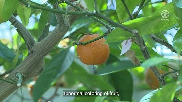 Training Video - Africa Phytosanitary Programme – ‘Candidatus liberibacter asiaticus’