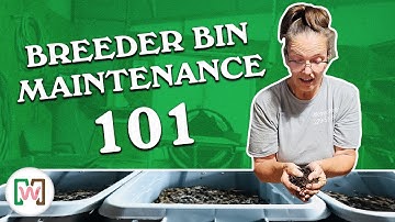 How to Maintain a Worm Breeder Bin: Complete Care Guide