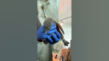 Biggs and Percy welcome a fluffy chick!