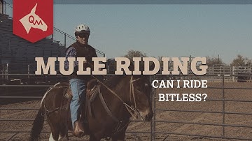 Can I Ride my Mule Bitless?