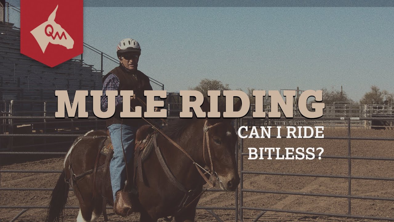 Can I Ride my Mule Bitless? YouTube
