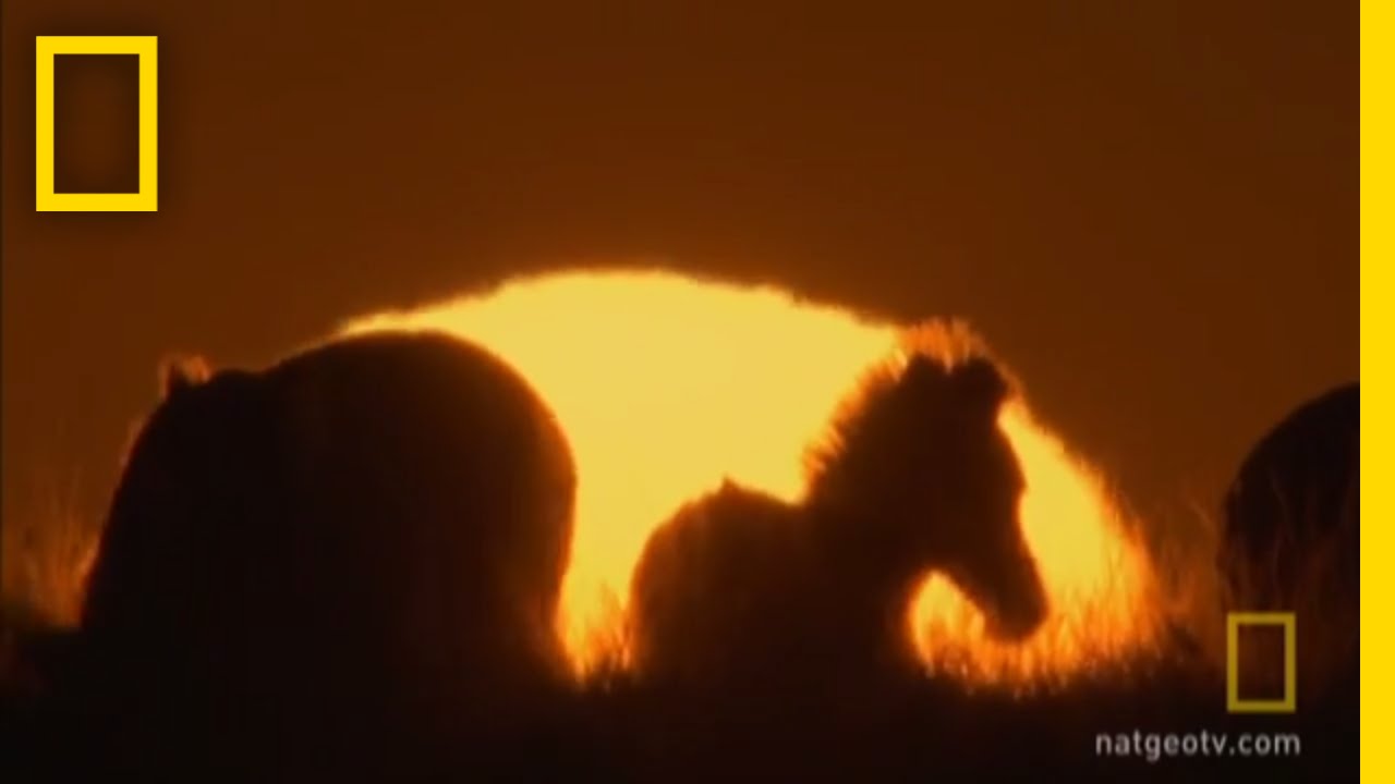 Moving in Masses | Great Migrations