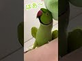 いつもとちがう?!いないいないばあ!からの…みどり! #わさびっちょ #おしゃべりインコ #いないいないばあ #みどり #インコ #こんにちは #おはよう #おーぶぷいーと #parrot