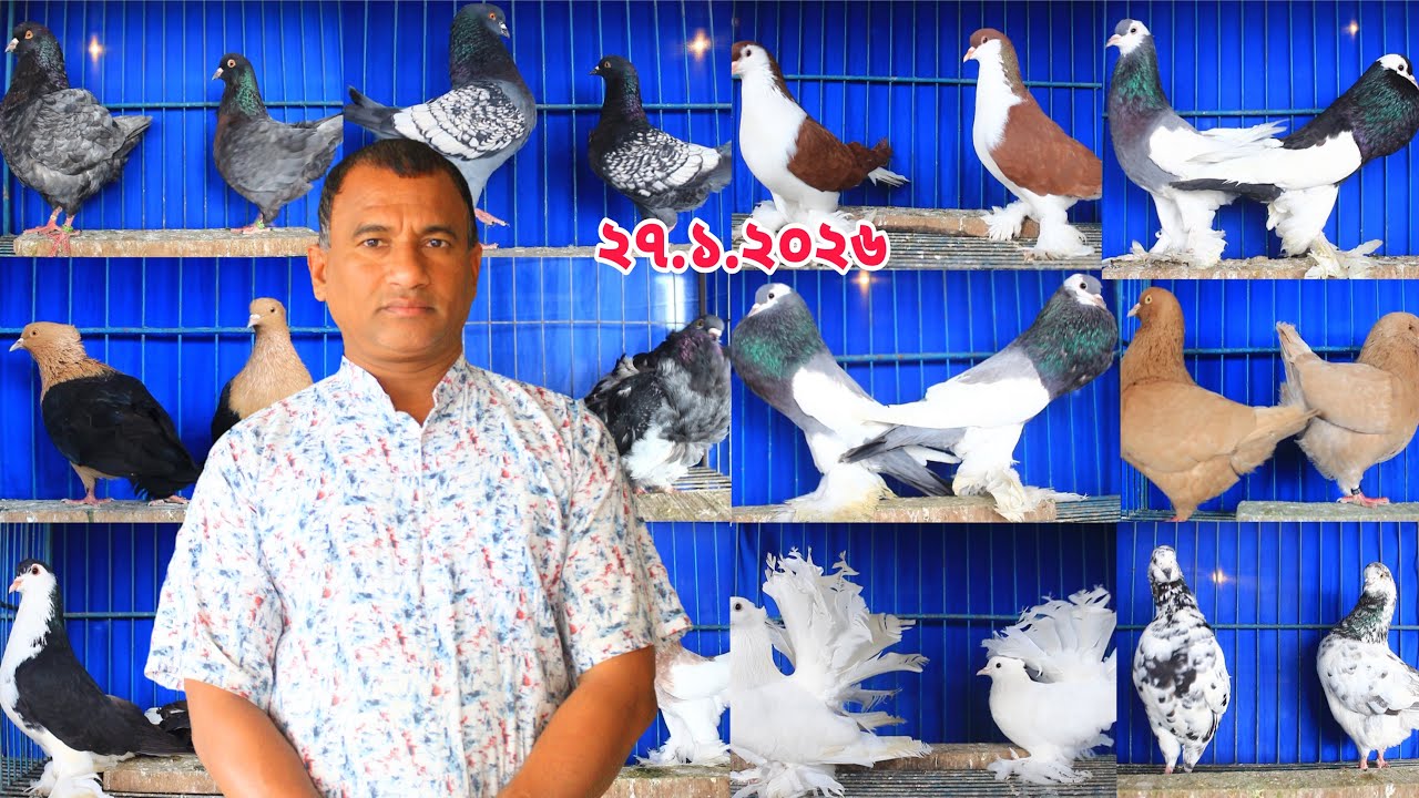 ৮০ জোড়া নতুন কবুতরের কালেকশন।ডিম বাচ্চা সহ কবুতর কিনুন।