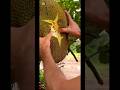 Fruit picking cutting#natural #nature #ytshortsvideo