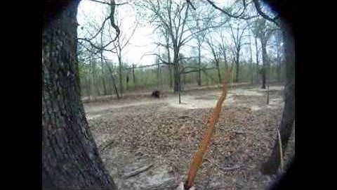 Longbow and Atlatl HOGHUNT 2013 VIDEO