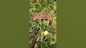 BENTAR LAGI SIAP PANEN TOMAT #viralvideo #tanamanunggul #buah