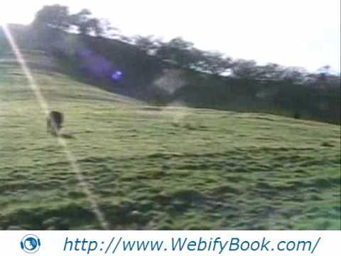 Hiking with cows in Walnut Creek - Views of Mount ...