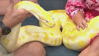 Silly Safaris: Meet Twinkie the Python