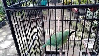 MENGATASI CUCAK IJO GACOR DI RUMAH DAN DI JALAN