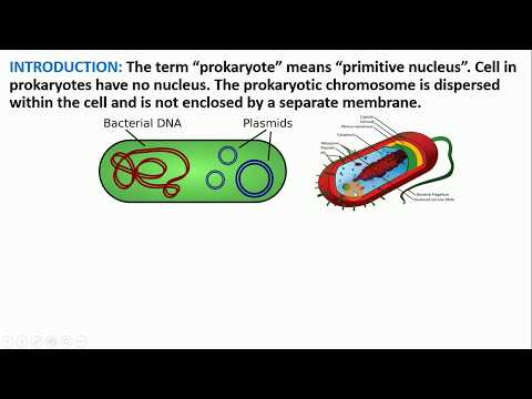 Video: Molekulare Dissektion Der Keimbahn-Chromothripsis In Einem Entwicklungskontext Unter Verwendung Von Vom Patienten Stammenden IPS-Zellen