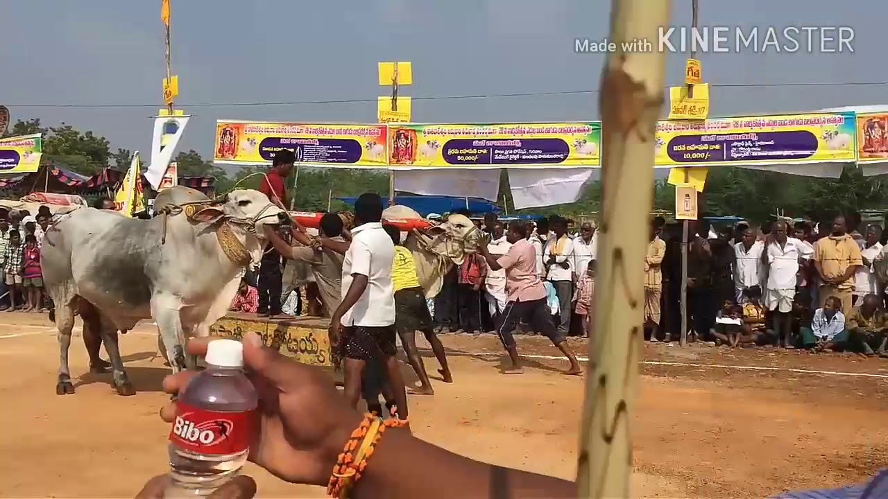 Kasanneni Raja chowdary bulls at Gurajala 2017