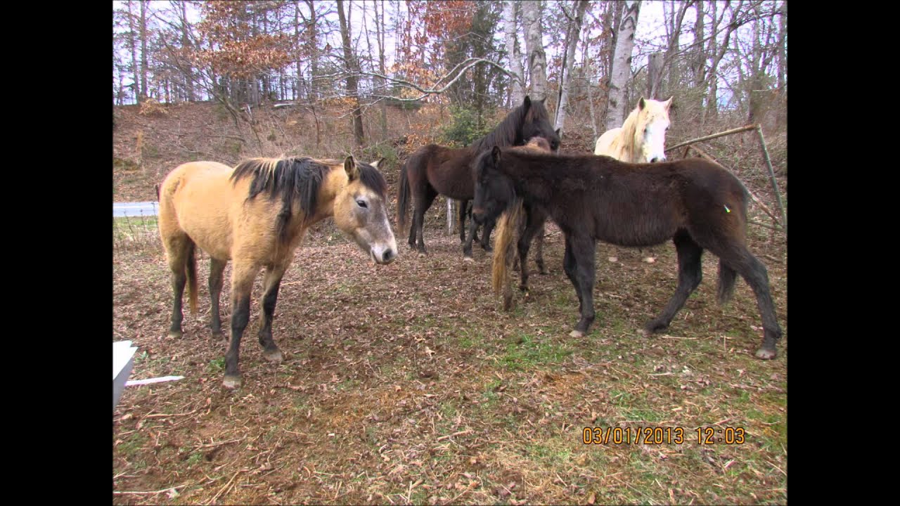 Paws Ranch Equine Rescue - YouTube