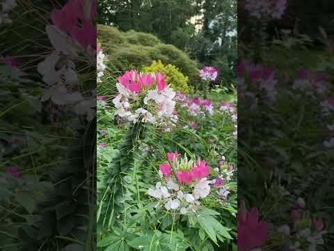 Video: Menembuhkan Cleomes: Menanam Bunga Labah-labah Cleome Di Taman Anda