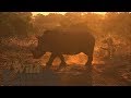WildEarth - Sunset Safari - 01 June 2020