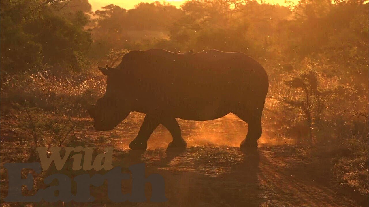 youtube wildearth sunset safari live