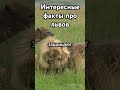 Удивительные факты про львов, которые вы не знали!