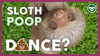 🦥Have you ever seen a Sloth POOP Dance?