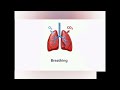 Lungs Explained | Breathing vs Respiration | Alveoli | Class 10 Biology
