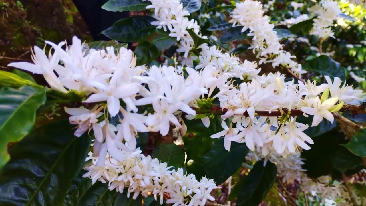 ▶Florea de café en Tarrazú 2023