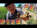 【衝撃】馬路邊灌溉用水路捕獲大量野生毛蟹Taiwan Catch the hairy crab台湾高級カニを捕まえる！