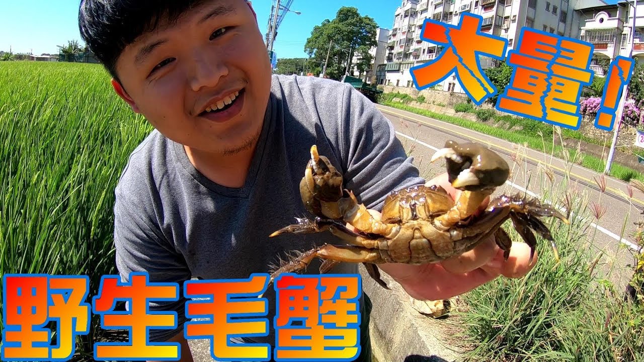衝撃 馬路邊灌溉用水路捕獲大量野生毛蟹taiwan Catch The Hairy Crab台湾高級カニを捕まえる Youtube