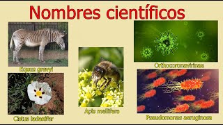 ¿Por que existen los nombres científicos?