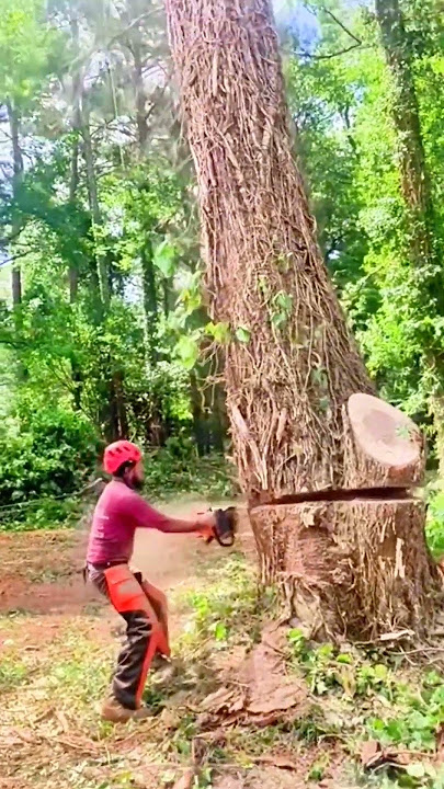 Ide Cerdas Sederhana Teknik Menebang Pohon Dengan Gergaji Mesin #shorts