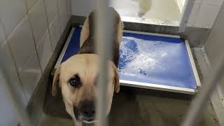 acs A668205