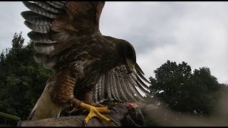FALCONRY: RETRAINING 2 HARRIS HAWKS-Adult Hunting Bird Retraining vs Juvenile Display Bird Training!