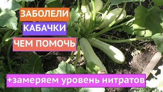 ПОЧЕМУ КАБАЧКИ ПЛОХО РАСТУТ И БОЛЕЮТ, И ЧТО С ЭТИМ ДЕЛАТЬ!
