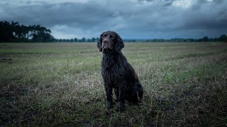 Rough Shooting With Rico - Getting Him Ready For The Upcoming Season. by Rico The Working Cocker Spaniel 859 views 7 months ago 11 minutes, 58 seconds