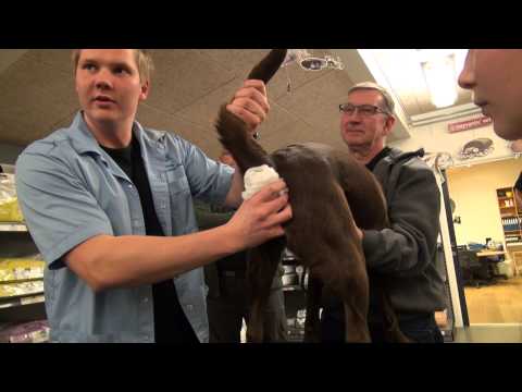 Video: Hundehoste - Hoste I Hundebehandling