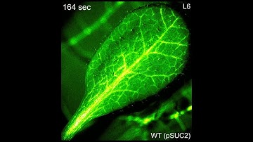 Threat signals passing through plant veins
