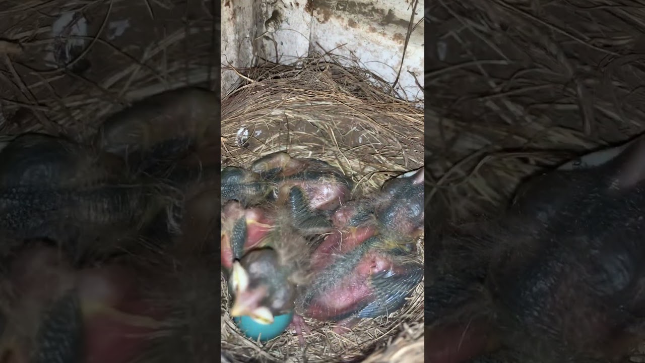 Day 16: Rapid Growth of Robin Nestlings