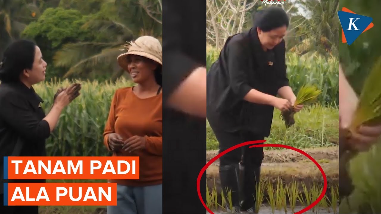 Ini Gaya Puan Menanam Padi di Sawah - YouTube