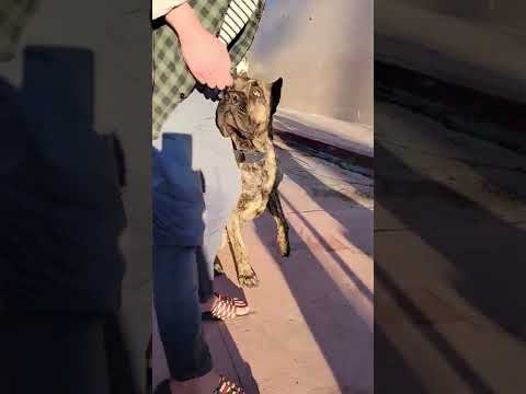 Presa Canario Reverse
